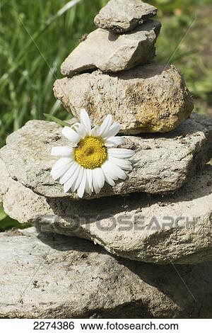Stock Photograph - Cairn with a daisy; zinal val d'anniviers switzerland. Fotosearch