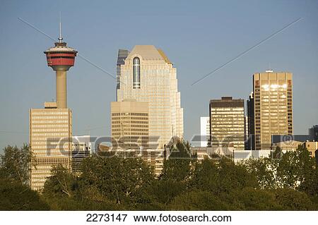 Stock Photo - Calgary tower and other buildings framed by trees and blue sky; calgary alberta canada. Fotosearch