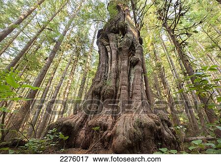 Stock Photo - Canada's gnarliest tree a giant cedar tree in what is called avatar forest near port renfrew; vancouver island british columbia canada. Fotosearch