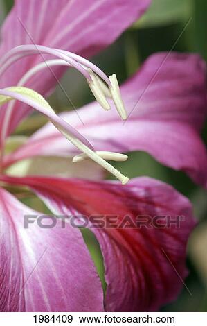 Close-Up Detail Of A Hong Kong Orchid, Bright Pink. View Large Photo Image Stock Photo - Close-Up Detail Of A Hong Kong Orchid, Bright Pink.. Fotosearch