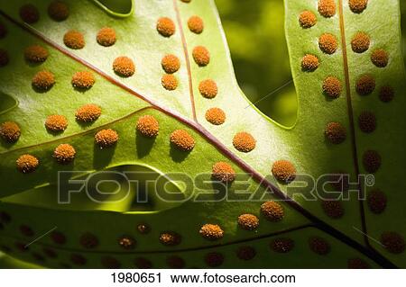 Stock Image - Close-Up Detail Of Bright Green Leaf With Orange Textured Bumps.. Fotosearch