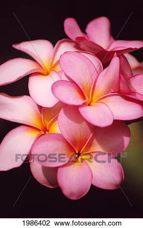 Close-Up Of A Cluster Of Pink Plumeria Growing On Tree. View Large Photo Image Stock Image - Close-Up Of A Cluster Of Pink Plumeria Growing On Tree.. Fotosearch