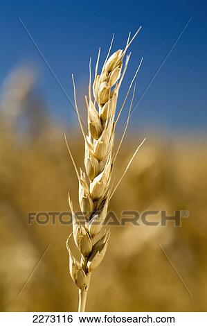 Close up of a head of golden wheat in a wheat field with blue sky; calgary alberta canada View Large Photo Image Stock Photograph - Close up of a head of golden wheat in a wheat field with blue sky; calgary alberta canada. Fotosearch