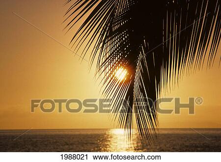 Close-Up Of A Palm Fronds At Sunset, Sun Shining Through, Warm Yellow Sky Reflecting On The Ocean View Large Photo Image Stock Image - Close-Up Of A Palm Fronds At Sunset, Sun Shining Through, Warm Yellow Sky Reflecting On The Ocean. Fotosearch