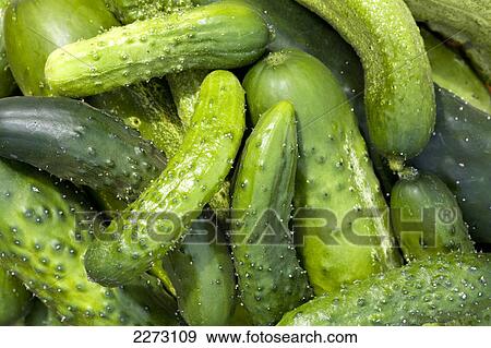 Close up of a pile of cucumbers; calgary alberta canada View Large Photo Image Stock Photo - Close up of a pile of cucumbers; calgary alberta canada. Fotosearch