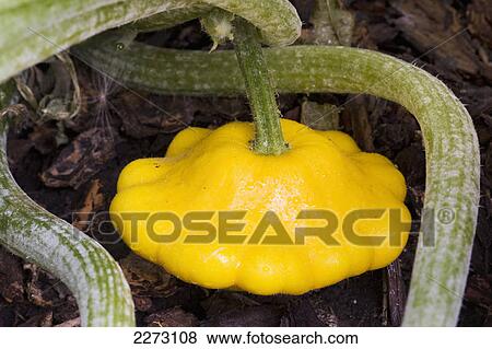 Close up of a yellow button squash on the vine; calgary alberta canada View Large Photo Image Stock Photo - Close up of a yellow button squash on the vine; calgary alberta canada. Fotosearch