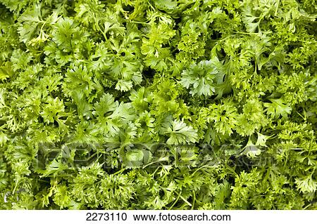 Close up of green parsley; calgary alberta canada View Large Photo Image Stock Image - Close up of green parsley; calgary alberta canada. Fotosearch