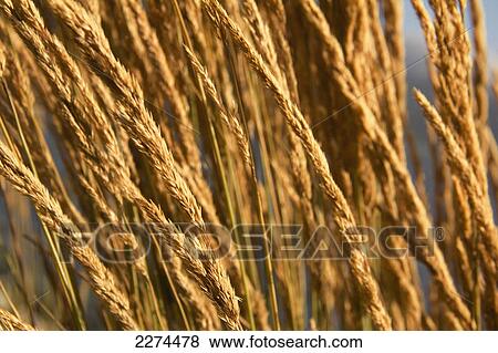 Close up of heads of grass; hawaii united states of america View Large Photo Image Stock Photo - Close up of heads of grass; hawaii united states of america. Fotosearch
