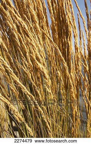 Stock Photo - Close up of heads of grass; hawaii united states of america. Fotosearch