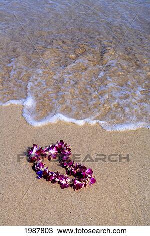 Close-Up Of Orchid Lei In Sand On Beach, Foaming Shore Waters View Large Photo Image Stock Image - Close-Up Of Orchid Lei In Sand On Beach, Foaming Shore Waters. Fotosearch