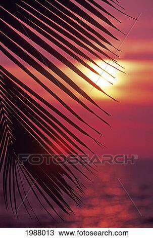 Close-Up Of Palm Fronds At Sunset, Reddish Cast View Large Photo Image Stock Image - Close-Up Of Palm Fronds At Sunset, Reddish Cast. Fotosearch