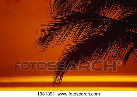 Close-Up On Palm Fronds In Orange Sunset Sky, Ocean Refletion. View Large Photo Image Stock Image - Close-Up On Palm Fronds In Orange Sunset Sky, Ocean Refletion.. Fotosearch
