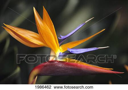 Stock Image - Close-Up Side View Of Single Bird Of Paradise (Strelitzia Reginae) Flower On Plant.. Fotosearch