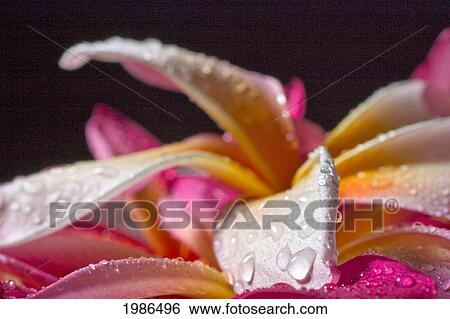 Closeup Abstract View Of Pink And Yellow Plumeria Petals, Wet With Dew. View Large Photo Image Stock Photograph - Closeup Abstract View Of Pink And Yellow Plumeria Petals, Wet With Dew.. Fotosearch