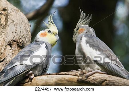 Cockatiel; adelaide australia View Large Photo Image Stock Photo - Cockatiel; adelaide australia. Fotosearch