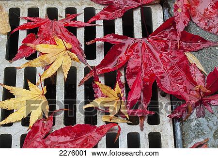 Stock Image - Colourful maple leaves cover a drain on a rainy day on the west coast; british columbia canada. Fotosearch