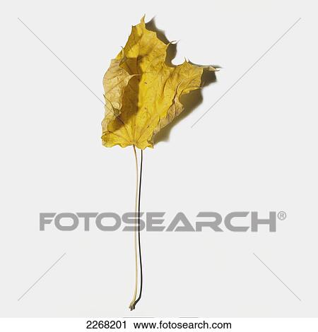 Stock Image - Dead yellow leaf on a white background. Fotosearch