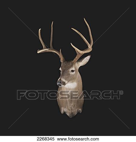 Stock Photography - Deer head on a black background. Fotosearch