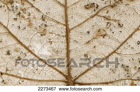 Stock Photo - Detail of old dried leaf with veins showing inter-connectivity and aging. Fotosearch