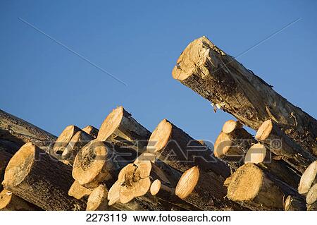 Stock Photo - Detail of trees stacked on top of each other in a lumber yard with blue sky; calgary alberta canada. Fotosearch