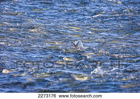 Fish swimming at the surface of the ocean; massachusetts united states of america View Large Photo Image Stock Photograph - Fish swimming at the surface of the ocean; massachusetts united states of america. Fotosearch