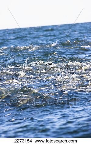 Fish swimming in the atlantic ocean; massachusetts united states of america View Large Photo Image Picture - Fish swimming in the atlantic ocean; massachusetts united states of america. Fotosearch