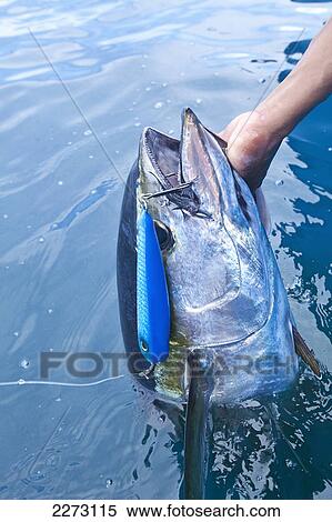 Fresh caught yellowfin tuna in the water with a lure in it's mouth; panama View Large Photo Image Stock Photography - Fresh caught yellowfin tuna in the water with a lure in it's mouth; panama. Fotosearch