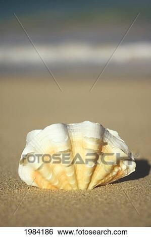 Stock Photograph - Frilly White, Yellow And Orange Clam Shell Upright On Beach, Blurred Ocean In Background.. Fotosearch