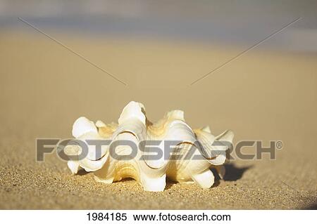 Frilly White, Yellow And Orange Clam Shell Laying On Sand. View Large Photo Image Stock Photography - Frilly White, Yellow And Orange Clam Shell Laying On Sand.. Fotosearch