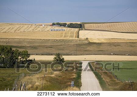 Stock Image - Gravel road with a hillside of golden fields in the fall and blue sky; alberta canada. Fotosearch