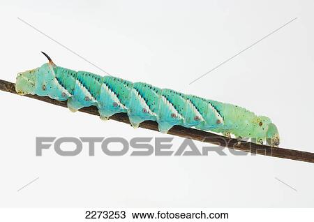 Stock Image - Green hornworm crawling on a branch on a white background; st. albert alberta canada. Fotosearch