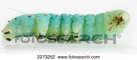 Green hornworm fallen on it's side on a white background; st. albert alberta canada View Large Photo Image Stock Image - Green hornworm fallen on it's side on a white background; st. albert alberta canada. Fotosearch