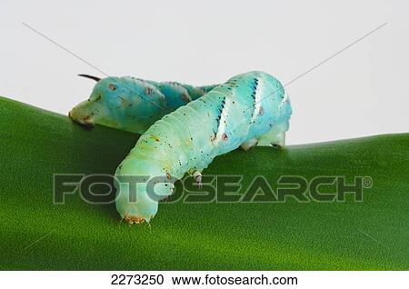 Green hornworm on leaf and white background; st. albert alberta canada View Large Photo Image Stock Image - Green hornworm on leaf and white background; st. albert alberta canada. Fotosearch
