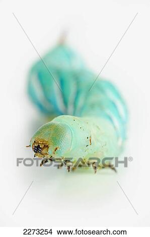 Green hornworm on white background; st. albert alberta canada View Large Photo Image Picture - Green hornworm on white background; st. albert alberta canada. Fotosearch