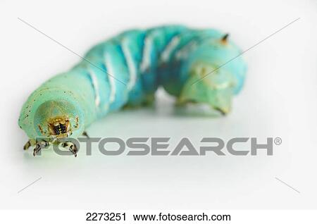 Green hornworm on white background; st. albert alberta canada View Large Photo Image Stock Image - Green hornworm on white background; st. albert alberta canada. Fotosearch