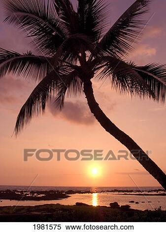 Stock Photography - Hawaii, Palm Tree Silhouette With Pink Sky Over Ocean At Sunset.. Fotosearch