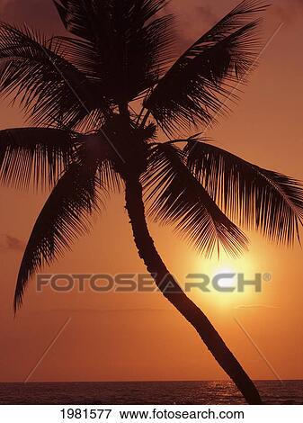 Hawaii, Palm Tree Silhouette With Orange Sky Over Ocean At Sunset. View Large Photo Image Stock Photo - Hawaii, Palm Tree Silhouette With Orange Sky Over Ocean At Sunset.. Fotosearch