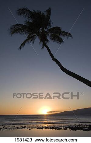 Hawaii, Palm Tree Silhouetted By Sunset Sky Over Ocean. View Large Photo Image Stock Image - Hawaii, Palm Tree Silhouetted By Sunset Sky Over Ocean.. Fotosearch