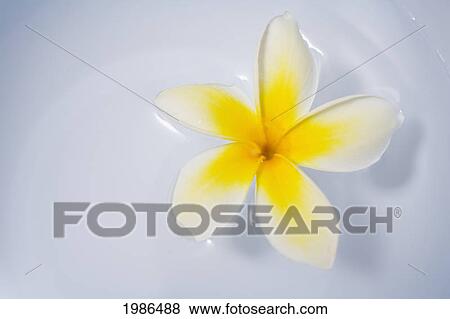 Stock Photo - Hawaii, Yelow Plumeria Floating In A Bowl Of Water, Studio Shot.. Fotosearch