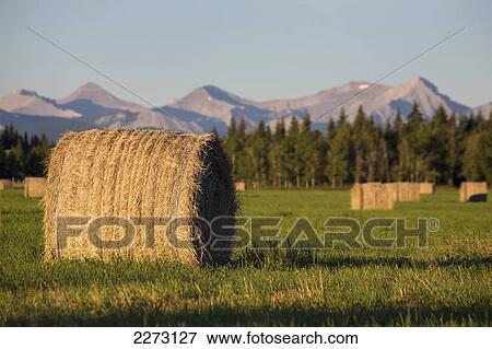 Hay bales in a green field at sunrise with mountains and trees the background; calgary alberta canada View Large Photo Image Stock Photo - Hay bales in a green field at sunrise with mountains and trees the background; calgary alberta canada. Fotosearch