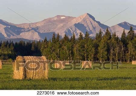 Stock Photograph - Hay bales in a green field at sunrise with mountains and trees the background; alberta canada. Fotosearch