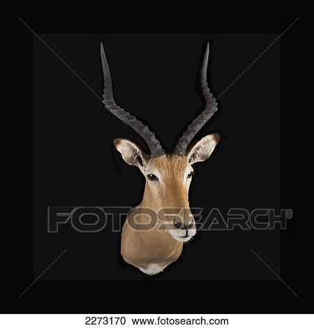 Head of a deer on a black background View Large Photo Image Stock Image - Head of a deer on a black background. Fotosearch