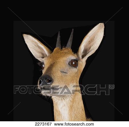 Stock Photo - Head of a deer on a black background. Fotosearch