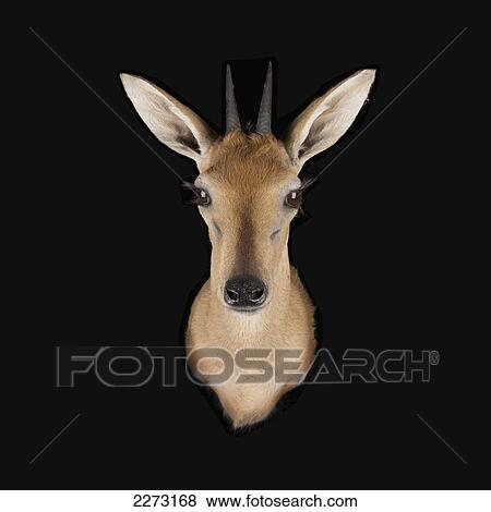 Stock Photo - Head of a deer on a black background. Fotosearch