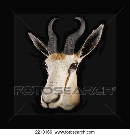 Head of a deer on a black background View Large Photo Image Stock Photograph - Head of a deer on a black background. Fotosearch