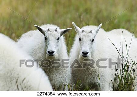 Picture - Juvenile mountain goats (oreamnos americanus); yukon canada. Fotosearch
