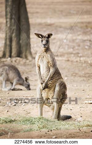 Stock Photograph - Kangaroo; australia. Fotosearch