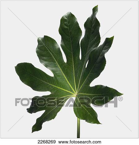 Light shining on a leaf on a white background View Large Photo Image Stock Photo - Light shining on a leaf on a white background. Fotosearch