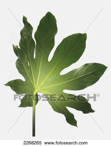 Light shining on a leaf on a white background View Large Photo Image Stock Photography - Light shining on a leaf on a white background. Fotosearch