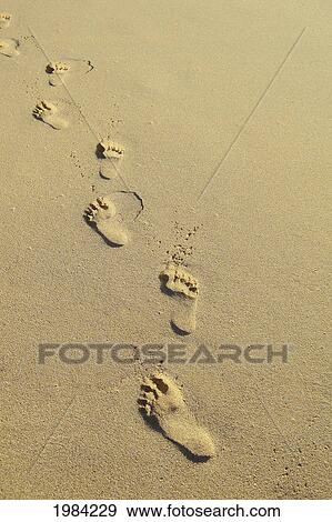 Line Of Footprints In The Sand. View Large Photo Image Stock Photo - Line Of Footprints In The Sand.. Fotosearch